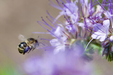 A wild bee collects nectar from delicate purple flowers in a lush green meadow. The macro shot highlights the pollinator’s fuzzy body and intricate floral details.