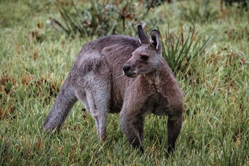 Kangaroo grazing peacefully in a lush European meadow during overcast weather