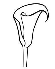 Calla inflorescence, tropical plant flower - vector line drawing for coloring book, logo or pictogram. Outline. Botanical illustration - calla	