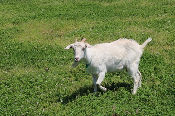 草原を歩く白いヤギのいるのどかな牧場風景