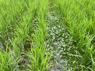 成長中の稲と雑草