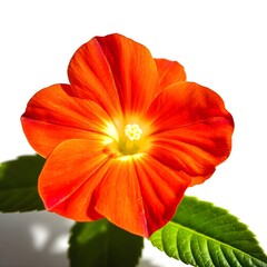 red hibiscus flower, red flower isolated on white