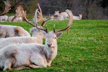 A white deer looks at the camera while lying on the green grass