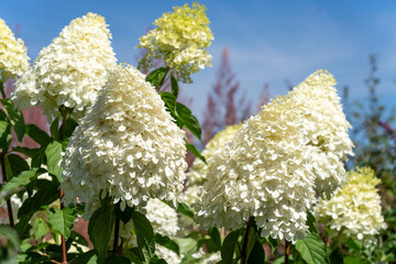 Phantom hydrangea flower in full bloom