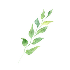Watercolor Hand drawn greenery illustration isolated on white background. Botanical clipart element. Branch with leaves. Perfect for greeting cards, wedding invitations, packaging, scrapbooking