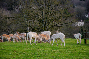 Fototapeta premium Two white deer fight with their antlers touching with the park in the background