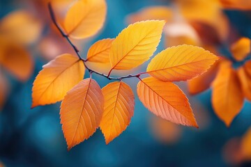 Obraz premium A detailed view of a branch covered in vibrant orange leaves, suitable for nature or autumn-themed projects