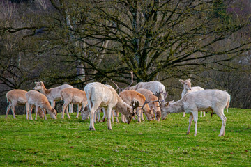 Two white deer fight and other deer in the park