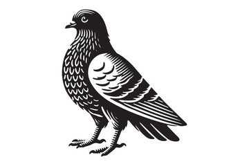 Pigeon Silhouette