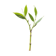 Vibrant Green Plant Sprout with Delicate Leaves Close-up