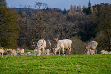 Two deer eat grass with other deer in the park of Deer Park, Mallow, Ireland
