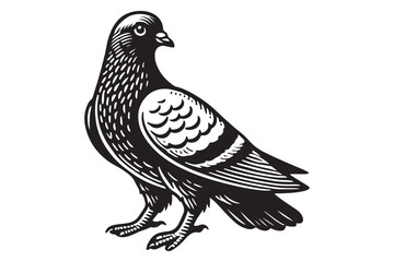 Pigeon Silhouette
