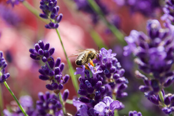 A honeybee collects nectar from vibrant purple lavender flowers in bright sunlight. The macro shot captures the bee’s delicate wings, fuzzy body, and intricate floral details.