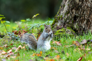 Grey Squirrel (Sciurus carolinensis) spotted in National Botanic Gardens, Dublin
