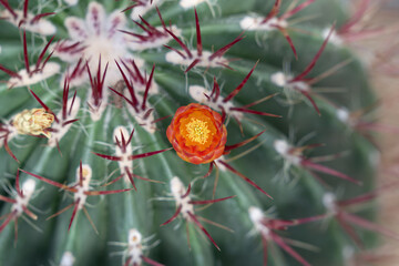 Green spiky ball cactus with orange colour flower