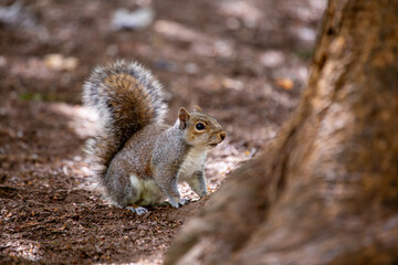 Grey Squirrel (Sciurus carolinensis) spotted in National Botanic Gardens, Dublin
