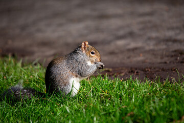 Grey Squirrel (Sciurus carolinensis) spotted in National Botanic Gardens, Dublin