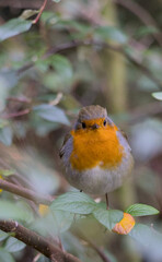robin in the bush