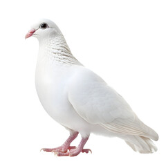 Naklejka premium White Dove Isolated on Transparent Background