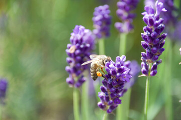 A honeybee collects nectar from vibrant purple lavender flowers in bright sunlight. The macro shot captures the bee’s delicate wings, fuzzy body, and intricate floral details.