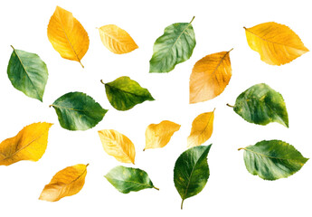 Obraz premium Autumn and Green Leaves Collection – Vibrant Seasonal Foliage – Isolated on Transparent Background
