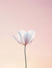 Obraz premium Delicate white flower stands against soft pastel background at sunset highlighting its beauty. Generative AI