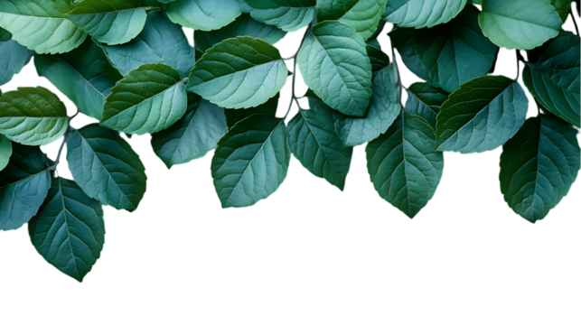 Horizontal Green Leaves Border with Natural Foliage for Design Elements, Isolated on Transparent Background