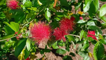 Photo of beautifull calliandra flowers blooming red