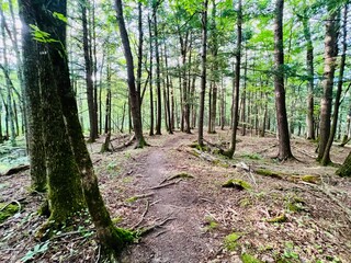 Naklejka premium Wooded Pathway