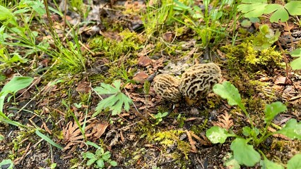 Morel mushrooms