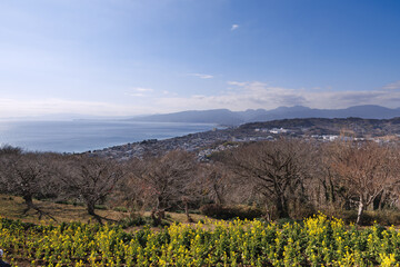 Obraz premium 二宮、吾妻山公園から見た菜の花畑と真鶴半島方面の風景