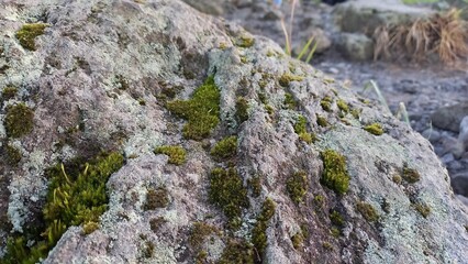 Photos of moss growing on rocks are suitable as background editing