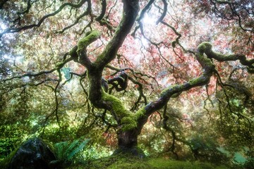 Majestic moss-covered tree branches in the Northwestern United States beneath a colorful canopy of leaves