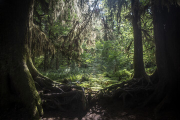 Sunlight filtering through ancient trees in a lush forest of the Northwestern United States