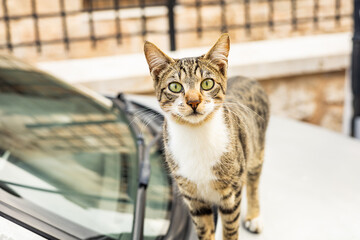 Curious tabby cat exploring a car in urban setting