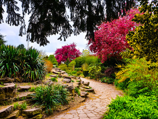 Fototapeta premium flowers in the garden