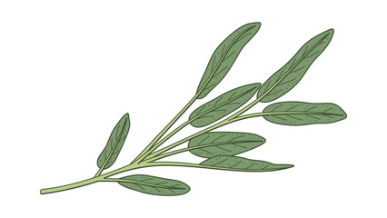 Sage Illustration Colored Varied Width Strokes Isolated Vector Art