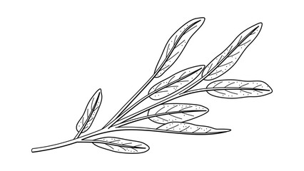 Sage Illustration with Varied Width Stroke Isolated Vector Art