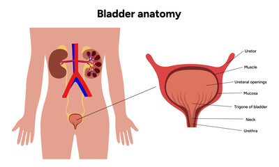 Human bladder anatomy function. Medical illustration diagram 