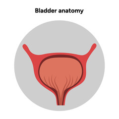 Human bladder anatomy function. Medical illustration diagram 