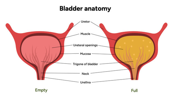 Human bladder anatomy function. Medical illustration diagram 