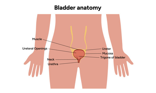 Human bladder anatomy function. Medical illustration diagram 