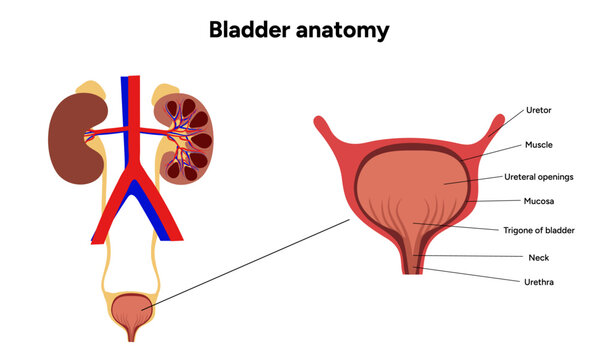 Human bladder anatomy function. Medical illustration diagram 