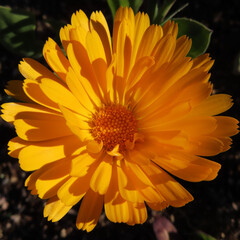 日本で冬にキンセンカがオレンジ色の花を咲かせています