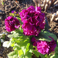 日本で冬にストックが花を咲かせています