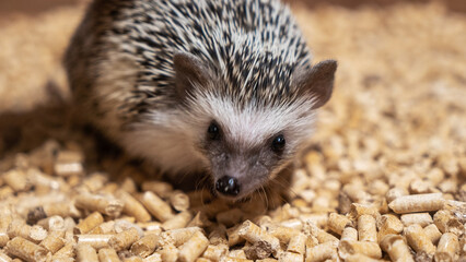 Explore the enchanting world of African pygmy hedgehogs at the Hedgehog Museum, where visitors can interact with these adorable creatures and learn about their unique behaviors and habitats.