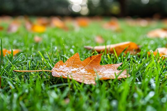 Autumn Leaf on Dewy Grass Close Up Macro Photography - Powered by Adobe