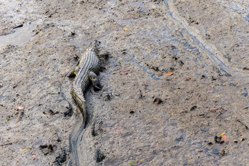 Crocodile Walking on Muddy Shore