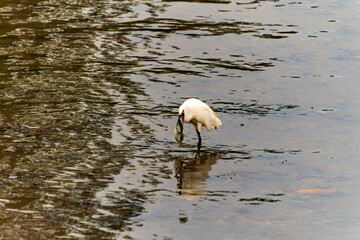 Egret Catching Fish in Water