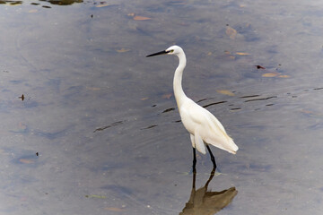 White Egret Standing in Water